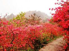武汉云雾山花径